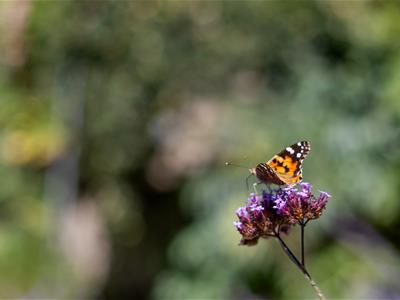 Picture 31